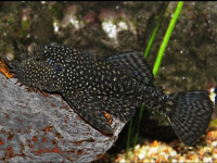Снимка на Ancistrus leucostictus  (Günther, 1864)